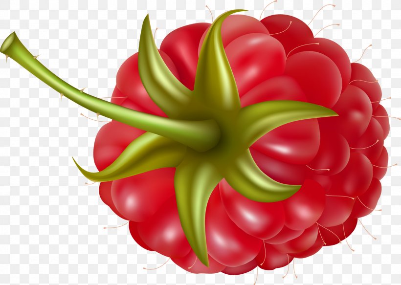 Juice Strawberry Raspberry Clip Art, PNG, 1600x1139px, Juice, Bell Peppers And Chili Peppers, Berry, Drawing, Flower Download Free