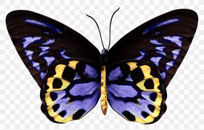 Monarch Butterfly Brush-footed Butterflies Gossamer-winged Butterflies Pieridae, PNG, 832x531px, Monarch Butterfly, Arthropod, Brush Footed Butterfly, Brushfooted Butterflies, Butterfly Download Free