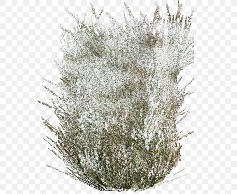 Winter Trees Advertising Sponsor Grasses, PNG, 600x673px, Winter Trees, Advertising, Grass, Grass Family, Grasses Download Free