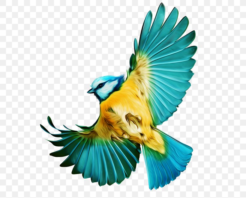 Bird Flight Budgerigar Parrot, PNG, 600x662px, Bird, Aile, Beak, Bird Flight, Blue Download Free