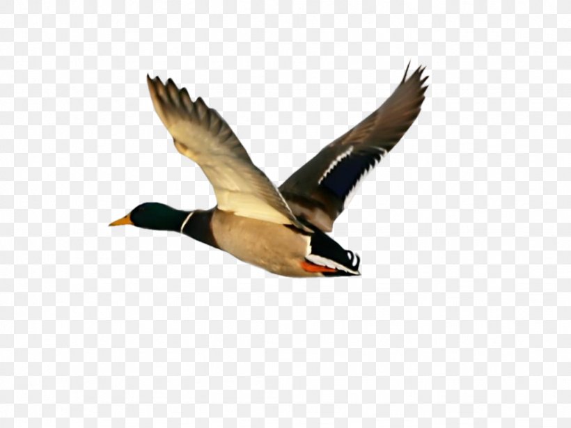 Goose Bird Duck Centerblog, PNG, 1024x768px, Goose, Beak, Bird, Bird Migration, Blog Download Free