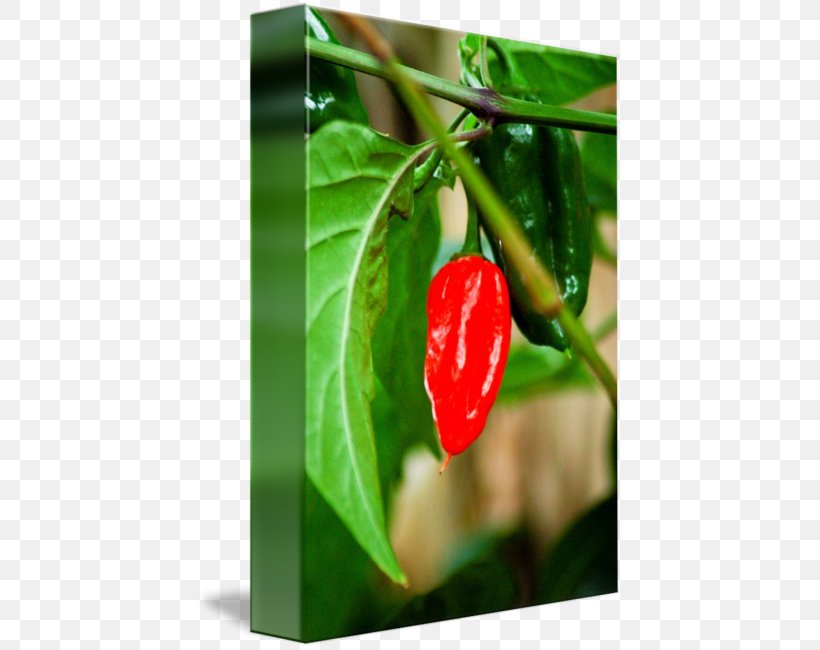 Habanero Bird's Eye Chili Tabasco Pepper Serrano Pepper Jalapeño, PNG, 426x650px, Habanero, Bell Peppers And Chili Peppers, Capsicum Annuum, Cayenne Pepper, Chili Pepper Download Free