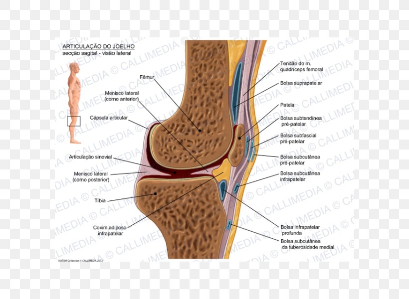 Knee Prepatellar Bursitis Infrapatellar Bursitis Synovial Bursa Prepatellar Bursa, PNG, 600x600px, Watercolor, Cartoon, Flower, Frame, Heart Download Free