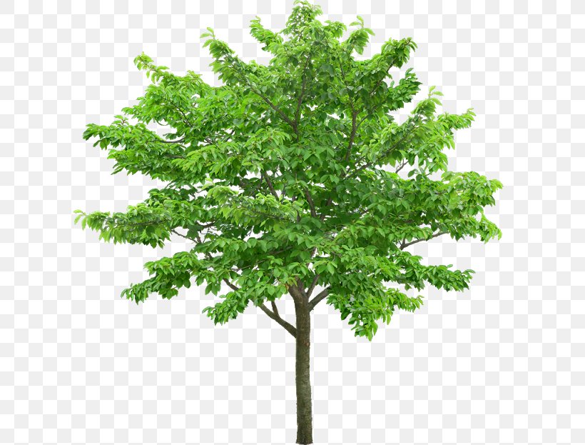 Learn About Trees Stock Photography, PNG, 640x623px, Tree, Branch, Forest, Juglans, Leaf Download Free