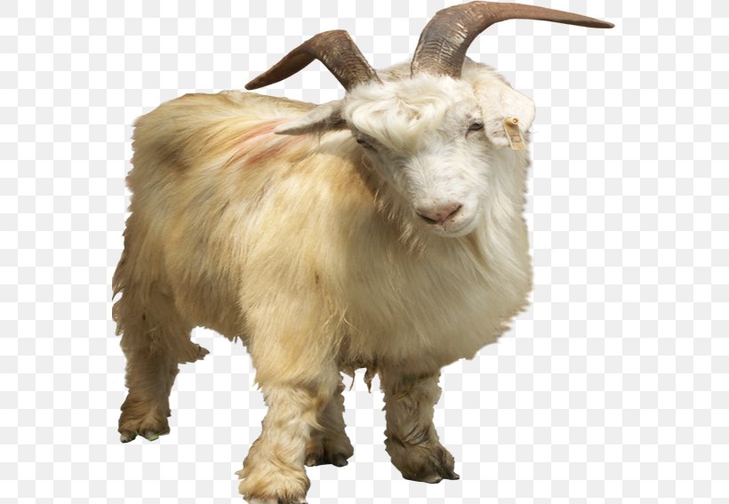 Nigerian Dwarf Goat Pygmy Goat Feral Goat, PNG, 567x567px, Nigerian Dwarf Goat, Animal, Cow Goat Family, Fauna, Feral Goat Download Free