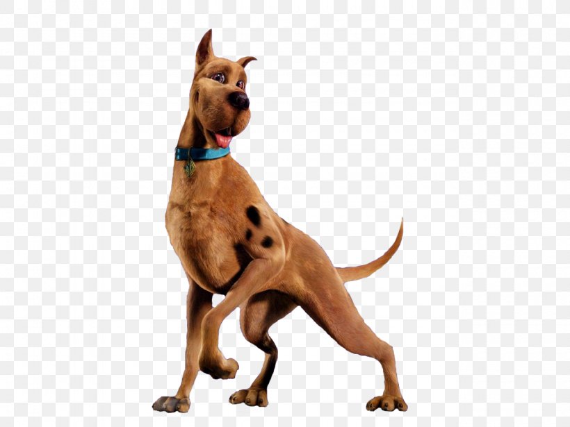 Scooby Doo Scooby-Doo Adventure Film, PNG, 1280x960px, Scooby Doo, Adventure Film, Carnivoran, Dog, Dog Breed Download Free