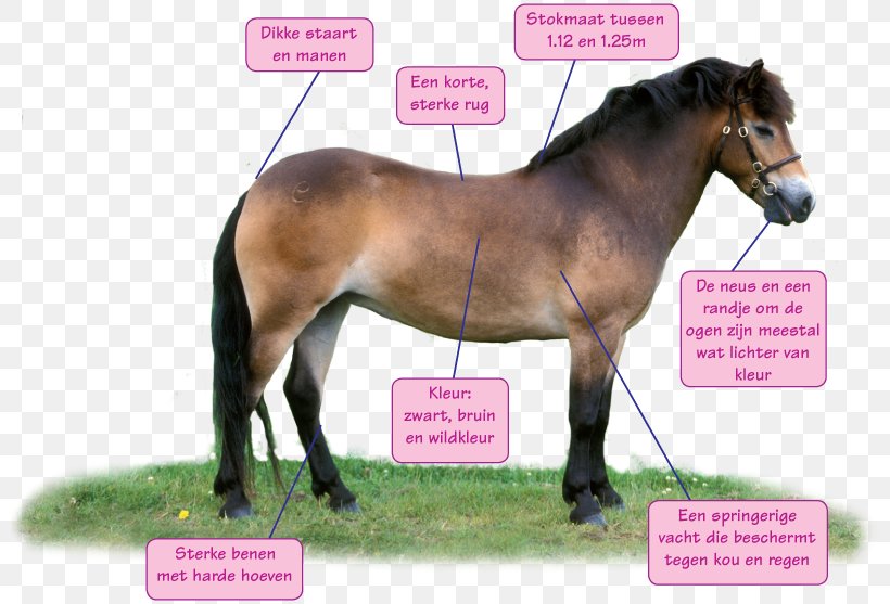 Stallion Exmoor Pony Mustang Shetland Pony, PNG, 800x557px, Stallion, Bridle, Exmoor National Park, Exmoor Pony, Foal Download Free
