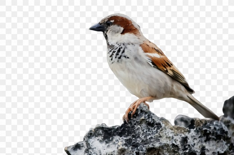 Bird House Sparrow Sparrow Beak Songbird, PNG, 2448x1632px, Watercolor, Beak, Bird, Brambling, Finch Download Free