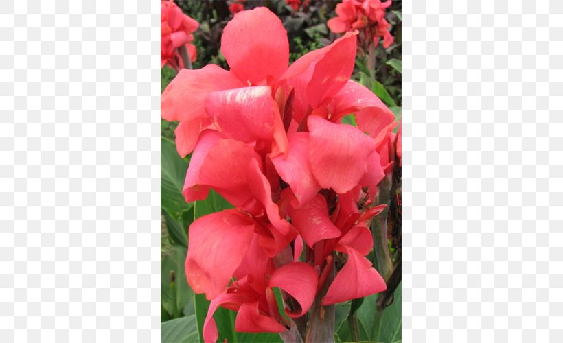 Canna Botanical Garden Indian Shot Lilium, PNG, 500x500px, Canna, Annual Plant, Botanical Garden, Bulb, Canna Family Download Free
