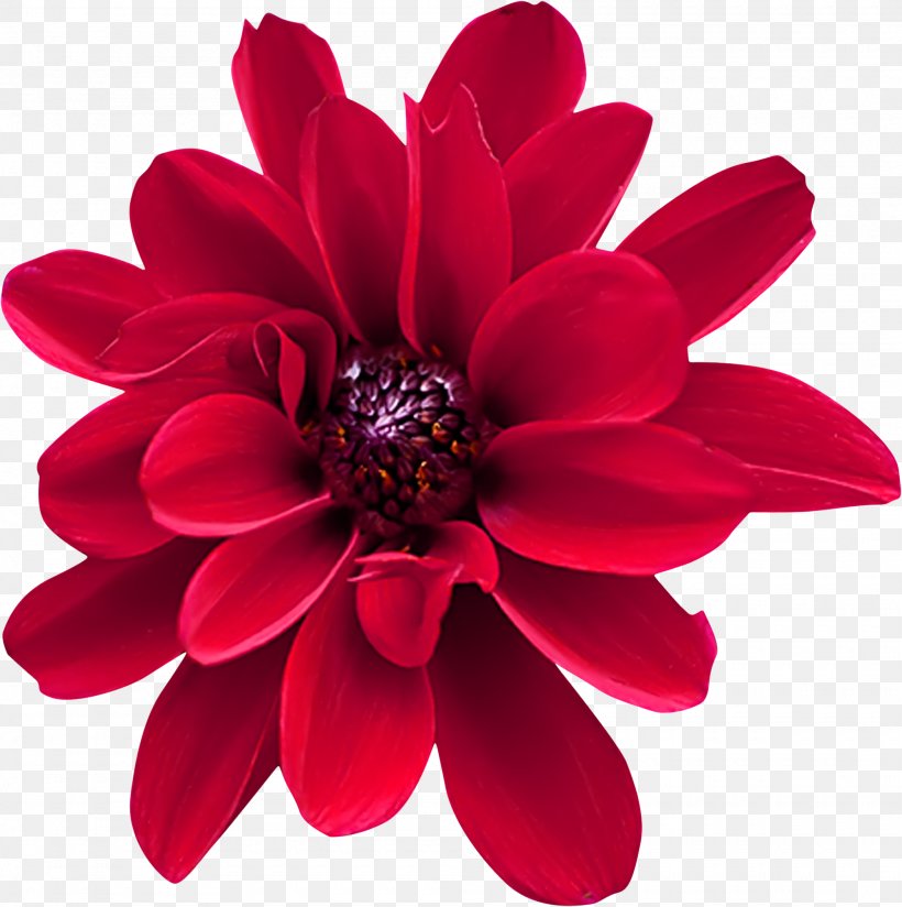 Dahlia Red Cut Flowers Gift, PNG, 2000x2010px, Dahlia, Advertising, Blue, Blume, Color Download Free