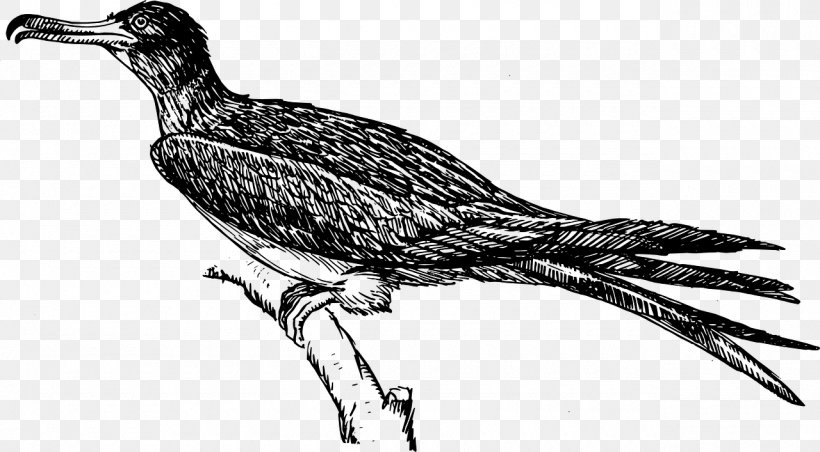 Frigatebird Clip Art, PNG, 1280x707px, Bird, Beak, Bird Of Prey, Black And White, Cuculiformes Download Free