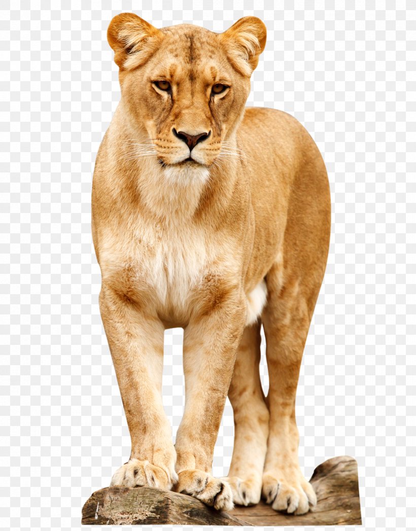 Lion Desktop Wallpaper, PNG, 1252x1600px, Lion, Big Cats, Carnivoran, Cat Like Mammal, Female Download Free