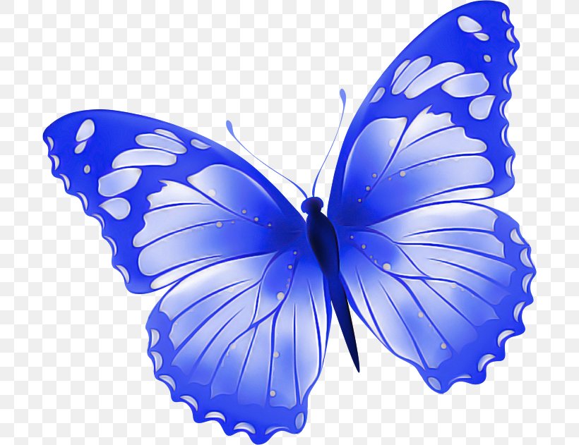 Moths And Butterflies Butterfly Insect Blue Pollinator, PNG, 700x631px, Moths And Butterflies, Blue, Brushfooted Butterfly, Butterfly, Cobalt Blue Download Free