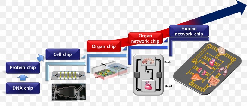 Organ-on-a-chip Lab-on-a-chip Integrated Circuits & Chips In Vitro, PNG, 1817x785px, Watercolor, Cartoon, Flower, Frame, Heart Download Free