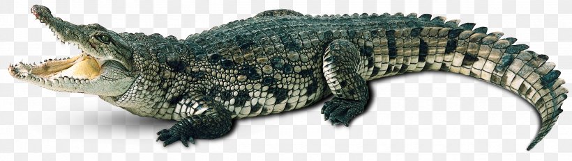 Crocodile Alligator Gharial Caiman, PNG, 2470x700px, Crocodile, Alligator, American Alligator, Animal Figure, Caiman Download Free