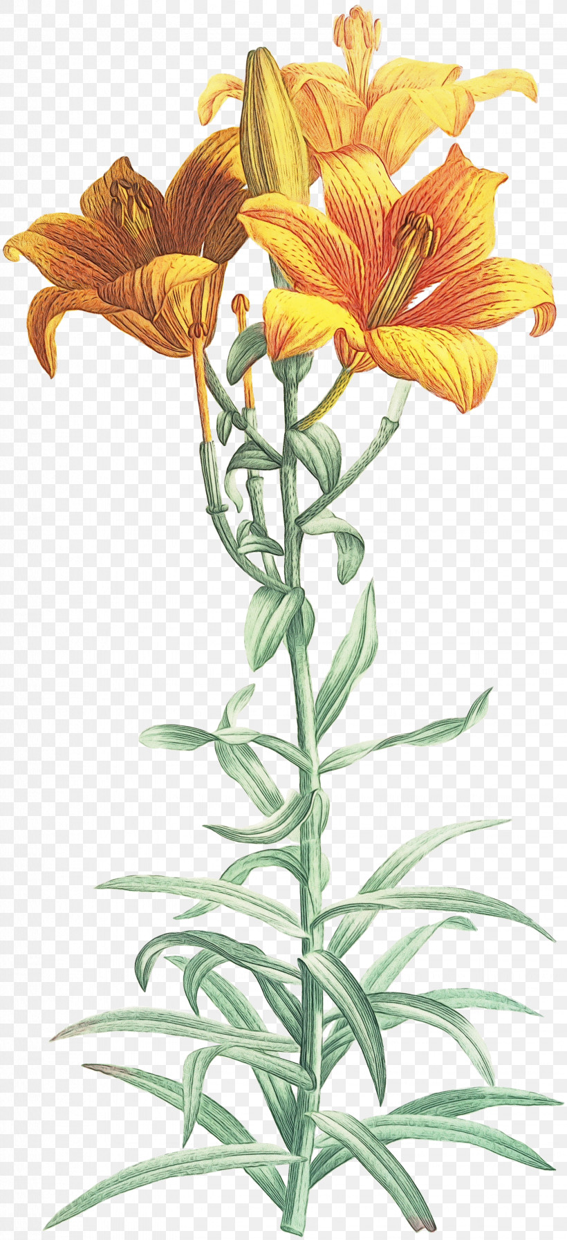 Drawing Orange Lily Painting Flower Line Art, PNG, 1646x3600px, Watercolor, Drawing, Flower, Lily, Line Art Download Free