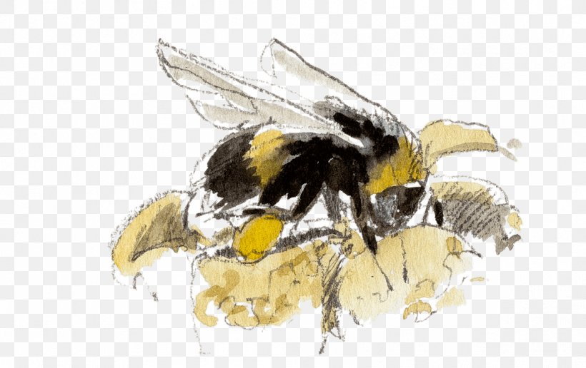 Honey Bee Bumblebee, PNG, 1061x668px, Honey Bee, Arthropod, Bee, Bumblebee, Honey Download Free