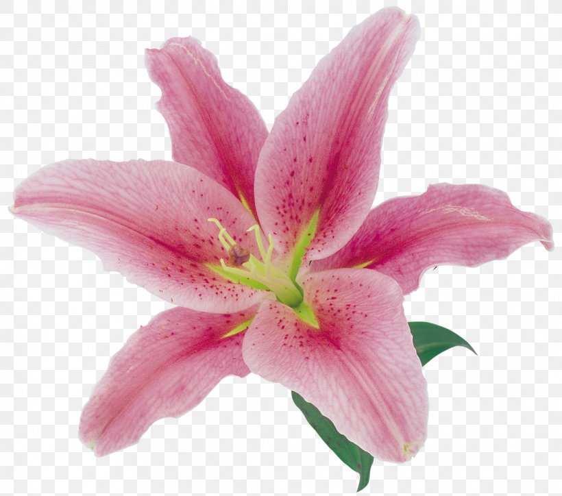 Lilium Flower T-shirt, PNG, 1091x964px, Lilium, Daylily, Flower, Flower Bouquet, Flowering Plant Download Free