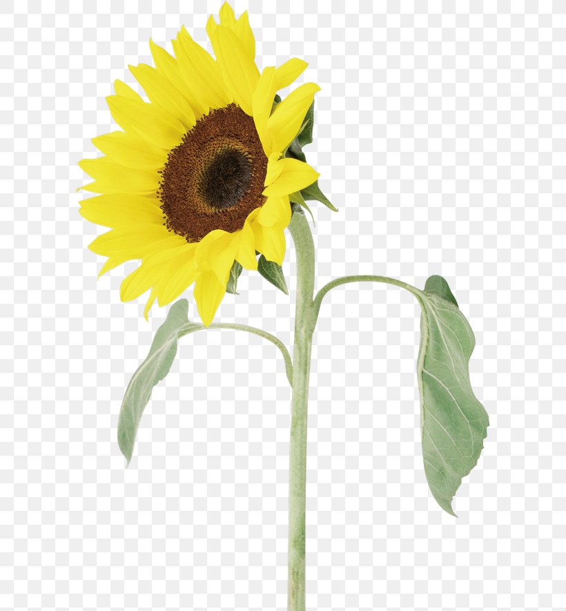 Clip Art Image Stock Photography Vector Graphics, PNG, 600x885px, Stock Photography, Common Sunflower, Cut Flowers, Daisy Family, Flower Download Free