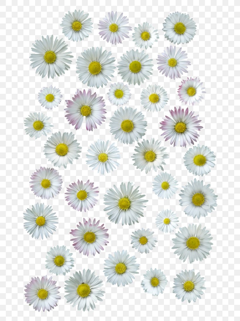 Common Daisy Chrysanthemum Oxeye Daisy Floral Design Cut Flowers, PNG, 730x1095px, Common Daisy, Aster, Chrysanthemum, Chrysanths, Cut Flowers Download Free