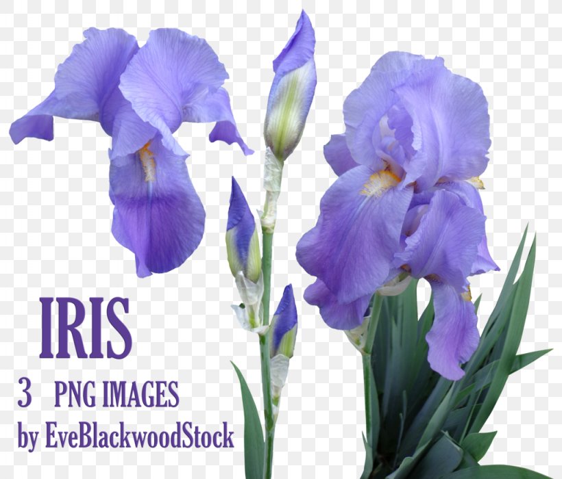 Flower Iris Orris Root, PNG, 1024x875px, Flower, Cut Flowers, Flowering Plant, Information, Iridaceae Download Free