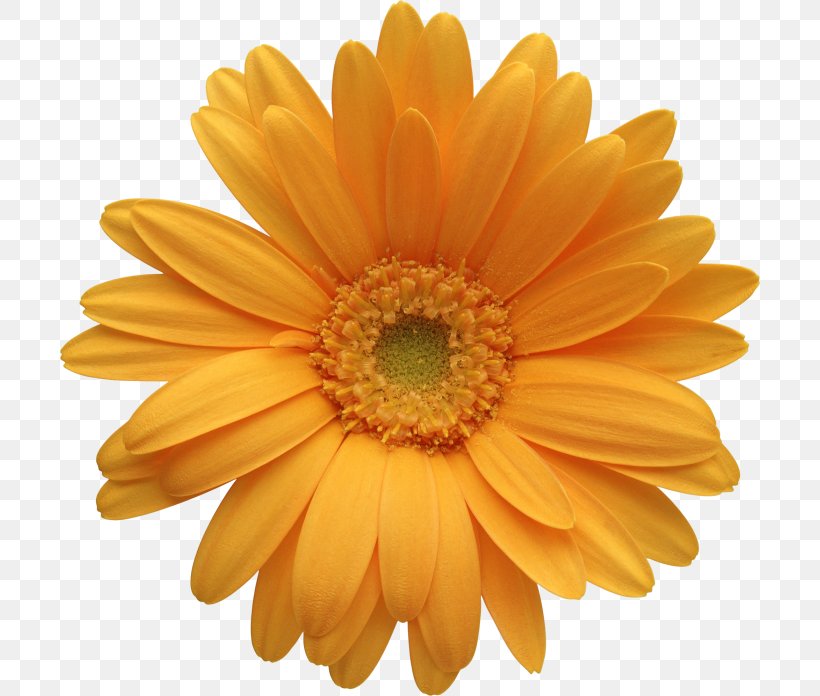 Transvaal Daisy Flower Common Daisy Clip Art, PNG, 700x696px, Transvaal Daisy, Calendula, Chrysanthemum, Chrysanths, Color Download Free