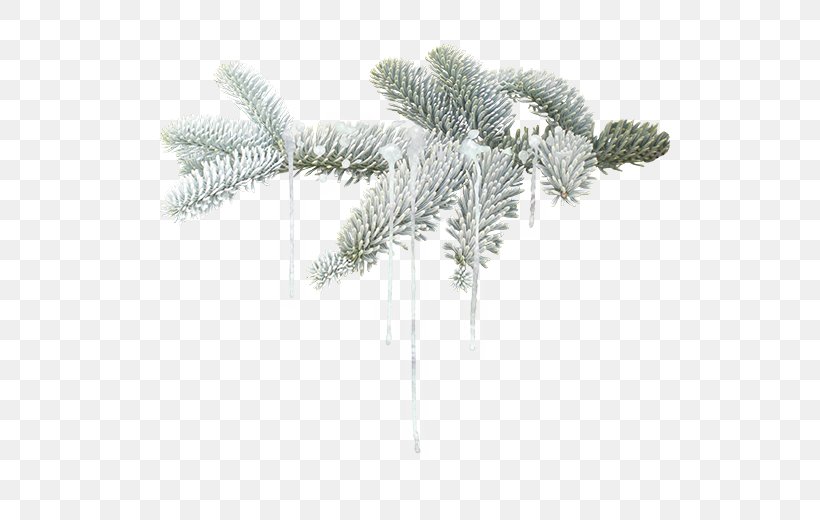 Winter Leaf, PNG, 580x520px, Winter, Branch, Conifer, Fir, Grass Download Free