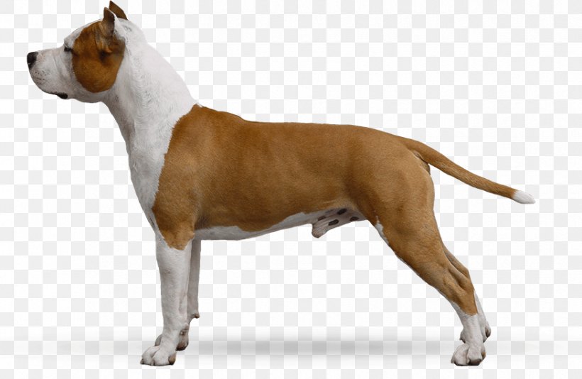 American Staffordshire Terrier Bull And Terrier American Pit Bull Terrier Staffordshire Bull Terrier Old English Terrier, PNG, 875x570px, American Staffordshire Terrier, American Pit Bull Terrier, Breed, Bull And Terrier, Bull Terrier Download Free