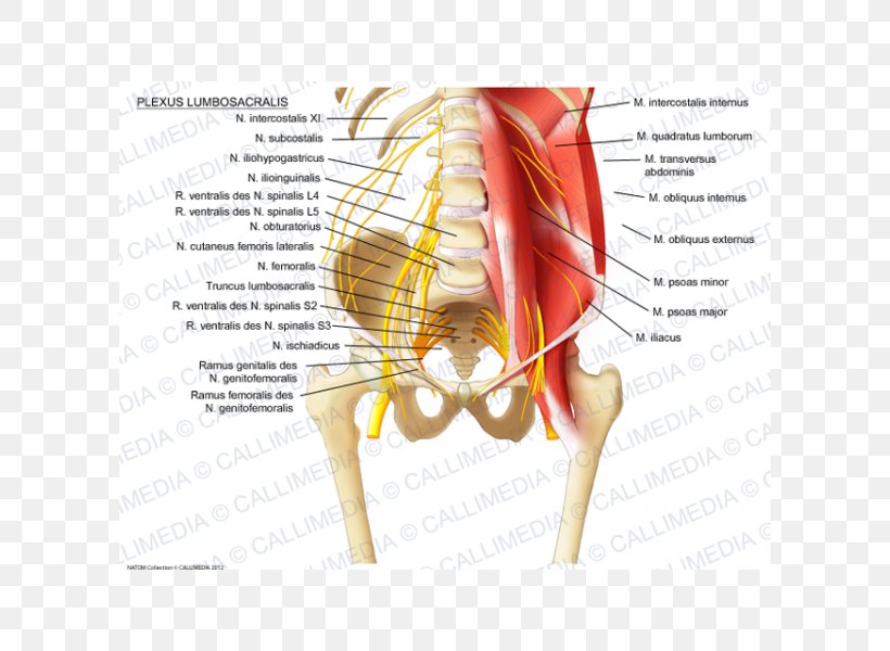 Lumbar Plexus Sacral Plexus Ilioinguinal Nerve Iliohypogastric Nerve, PNG, 600x600px, Watercolor, Cartoon, Flower, Frame, Heart Download Free