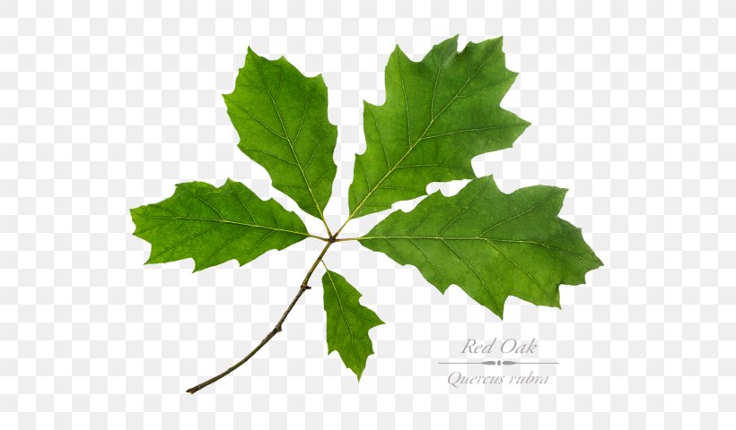 Maple Leaf Grape Leaves Twig Plane Trees, PNG, 600x480px, Maple Leaf, Branch, Grape Leaves, Grapevines, Leaf Download Free