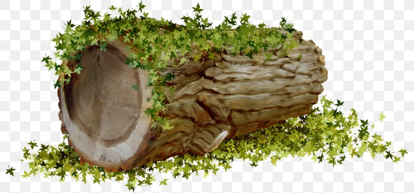 Clip Art GIF Image Computer File, PNG, 800x382px, Tree, Grass, Image Resolution, Non Vascular Land Plant, Plant Download Free