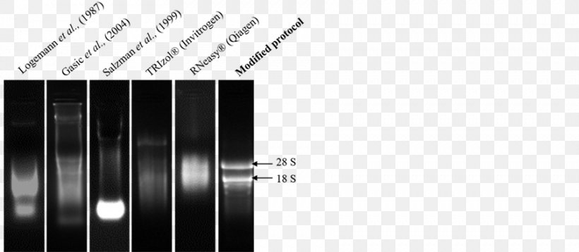 RNA Extraction Phenol–chloroform Extraction Trizol DNA, PNG, 902x394px, Rna Extraction, Agarose, Agarose Gel Electrophoresis, Black And White, Brand Download Free