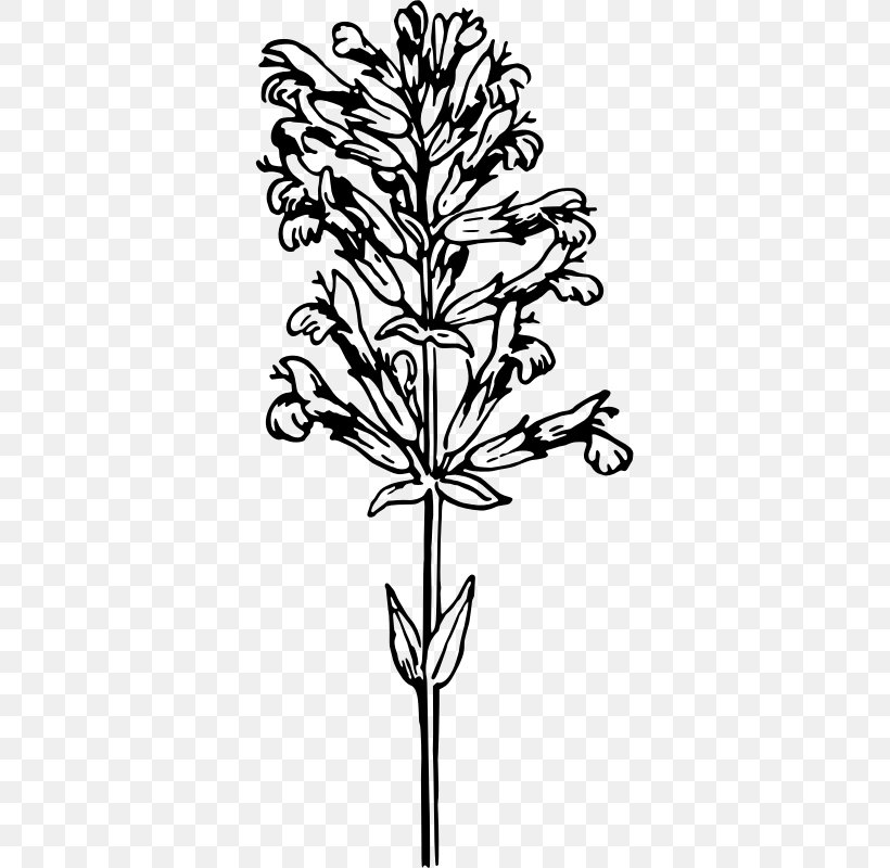 Twig Medicinal Plants Herb Clip Art, PNG, 349x800px, Twig, Black And White, Branch, Common Sage, Droide Download Free