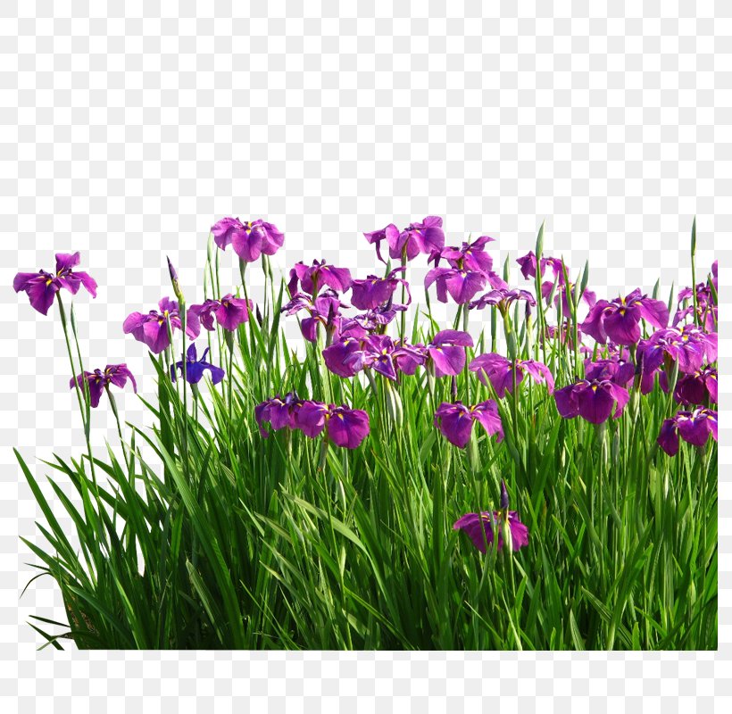 Flower Sweet Flag Garden Grasses, PNG, 800x800px, Flower, Acorus Gramineus, Bulb, Flowering Plant, Garden Download Free
