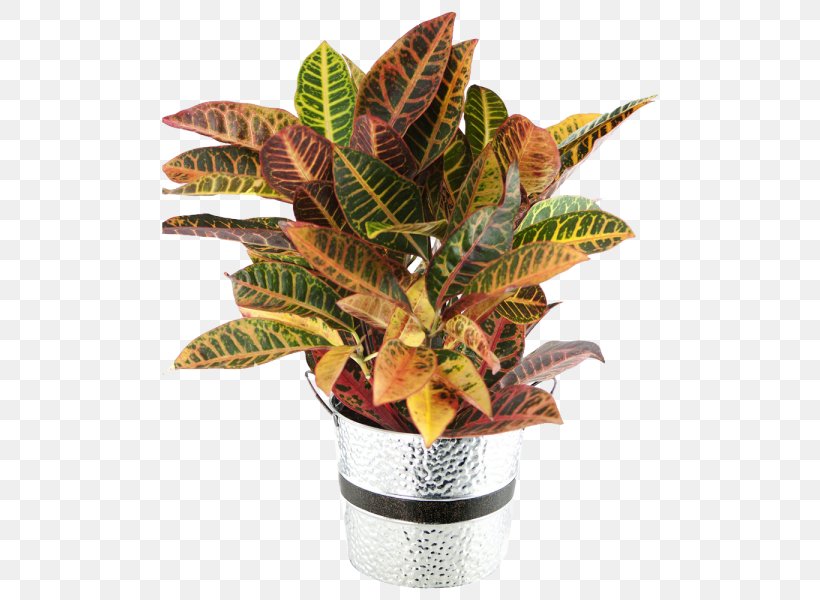 Garden Croton Houseplant Leaf Plants, PNG, 600x600px, Garden Croton, Anthurium, Arrowroot Family, Artificial Flower, Codiaeum Download Free