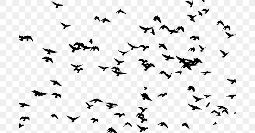 Bird Goose Flock Flight Clip Art, PNG, 700x428px, Bird, Animal, Animal Migration, Beak, Bird Flight Download Free