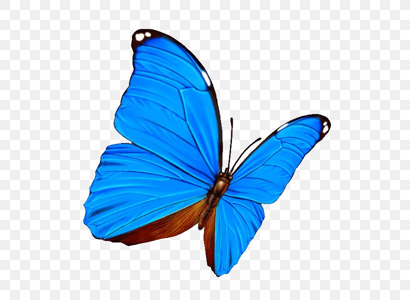 Butterfly Desktop Wallpaper Clip Art, PNG, 600x600px, Butterfly, Blue, Brush Footed Butterfly, Cobalt Blue, Color Television Download Free