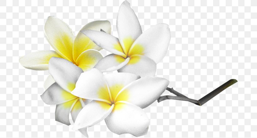 Flower Clip Art, PNG, 699x441px, Flower, Cut Flowers, Drawing, Floral Design, Floristry Download Free