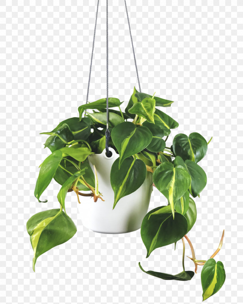 Flowerpot Ornamental Plant Branch Tree Leaf, PNG, 1200x1500px, Flowerpot, Branch, Common Ivy, Dodaj U Korpu Prodavnica, Garden Download Free