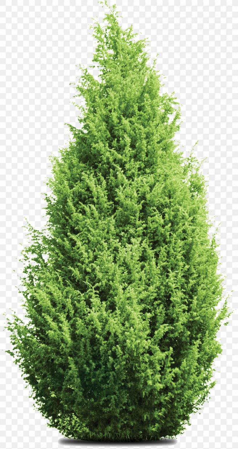 Pine Mediterranean Cypress Leyland Cypress Tree Evergreen, PNG, 850x1600px, Pine, Bald Cypress, Biome, Christmas Tree, Conifer Download Free