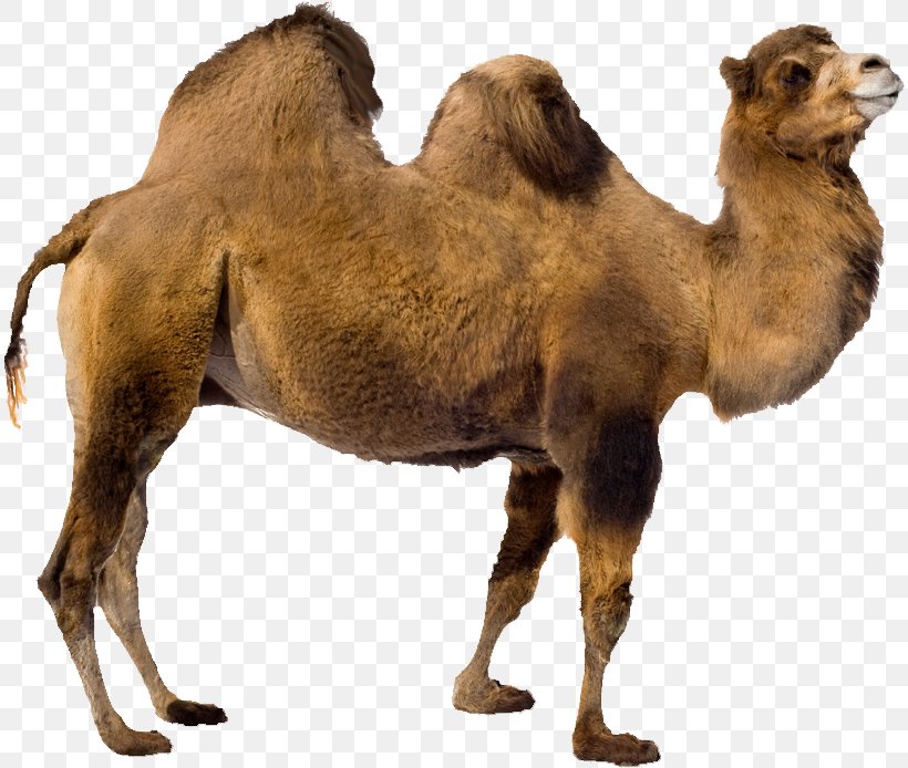 Bactrian Camel Dromedary, PNG, 814x694px, Bactrian Camel, Arabian Camel, Camel, Camel Like Mammal, Dromedary Download Free