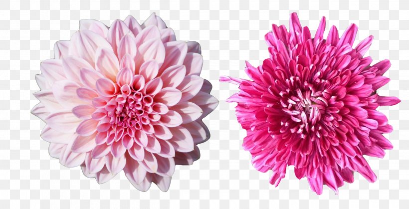 Chrysanthemum Pink, PNG, 2500x1280px, Chrysanthemum, Aster, Chrysanths, Cut Flowers, Dahlia Download Free