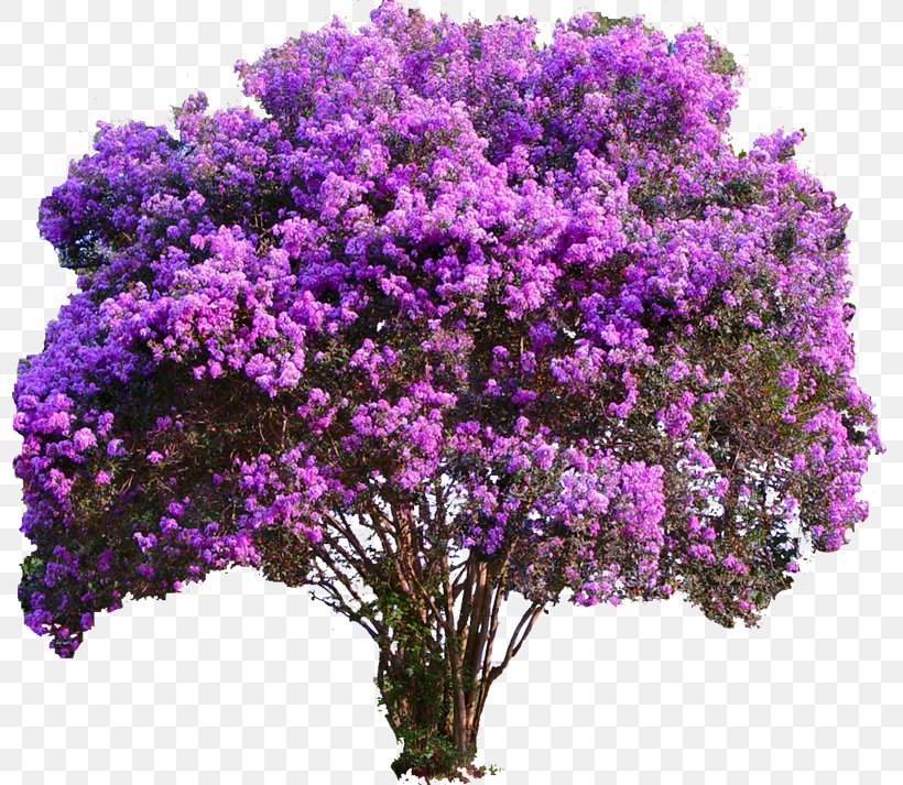 Crepe-myrtle Tree Plant Garden, PNG, 800x713px, Crepemyrtle, Bonsai, Crepe Myrtle, Flower, Flowering Plant Download Free