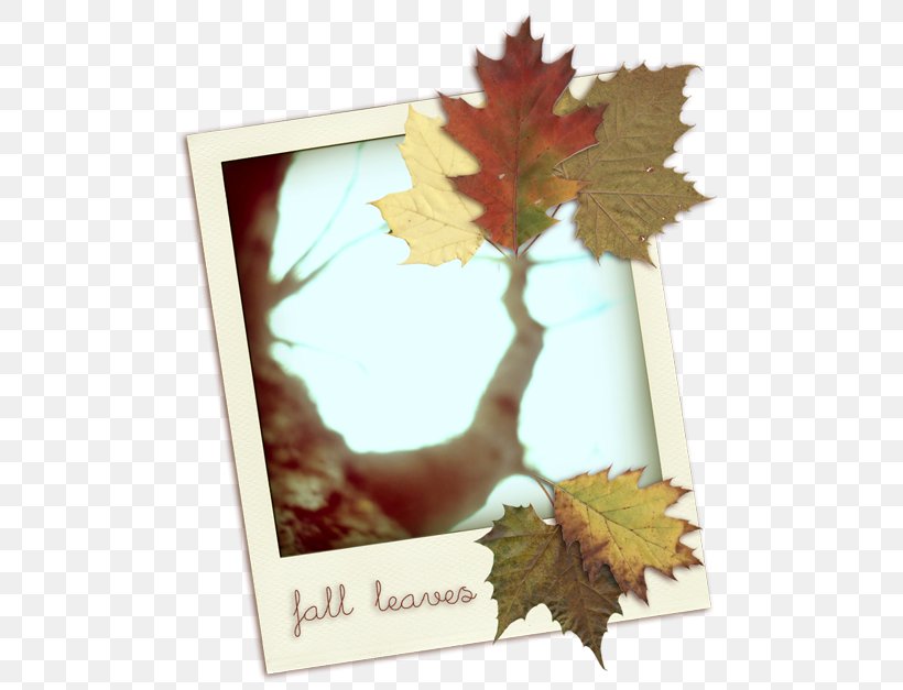 Digital Image Download, PNG, 500x627px, Digital Image, Etsy, Illustrator, Leaf, Maple Leaf Download Free