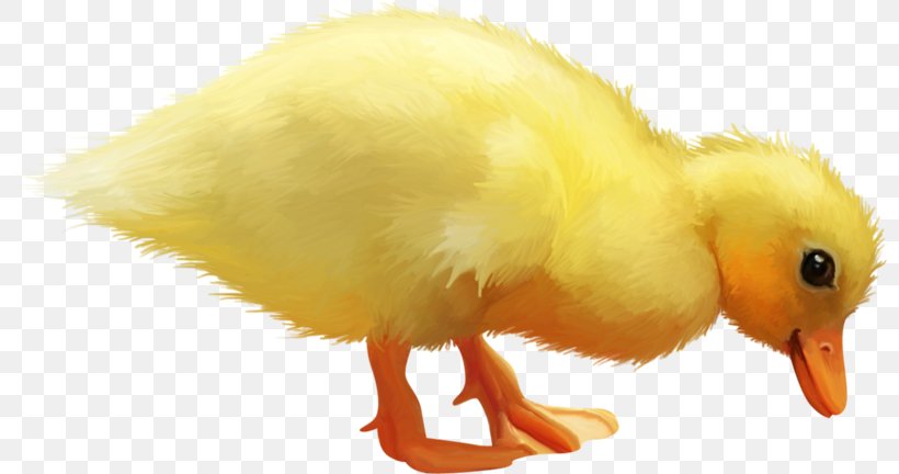 Duck Yellow, PNG, 800x432px, Duck, Beak, Bird, Chicken, Color Download Free