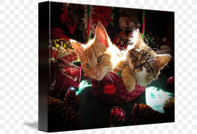 Kitten Whiskers Cat Puppy Cuteness, PNG, 650x560px, Kitten, Cat, Cat Like Mammal, Christmas, Christmas Decoration Download Free