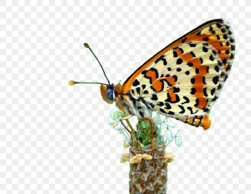 Monarch Butterfly Gossamer-winged Butterflies Brush-footed Butterflies Pieridae Moth, PNG, 900x695px, Monarch Butterfly, Arthropod, Brush Footed Butterfly, Brushfooted Butterflies, Butterfly Download Free