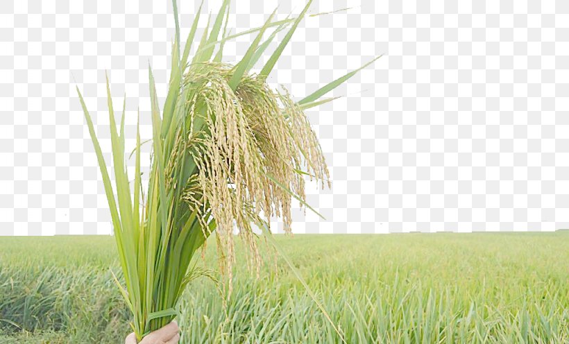 Rice Oryza Sativa Crop Vetiver, PNG, 1024x620px, Rice, Agriculture, Cartoon, Chrysopogon, Chrysopogon Zizanioides Download Free