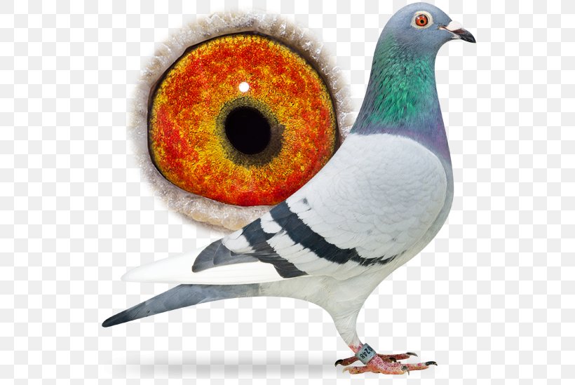 Rock Dove Saarloos Wolfdog Columbidae Bird Control Pigeoncom, PNG, 556x549px, Rock Dove, Beak, Bird, Bird Control, Breeder Download Free