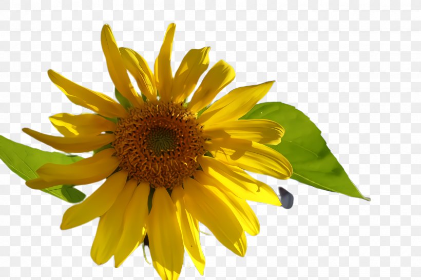Sunflower, PNG, 2448x1632px, Flower, Asterales, Daisy Family, Flowering Plant, Petal Download Free